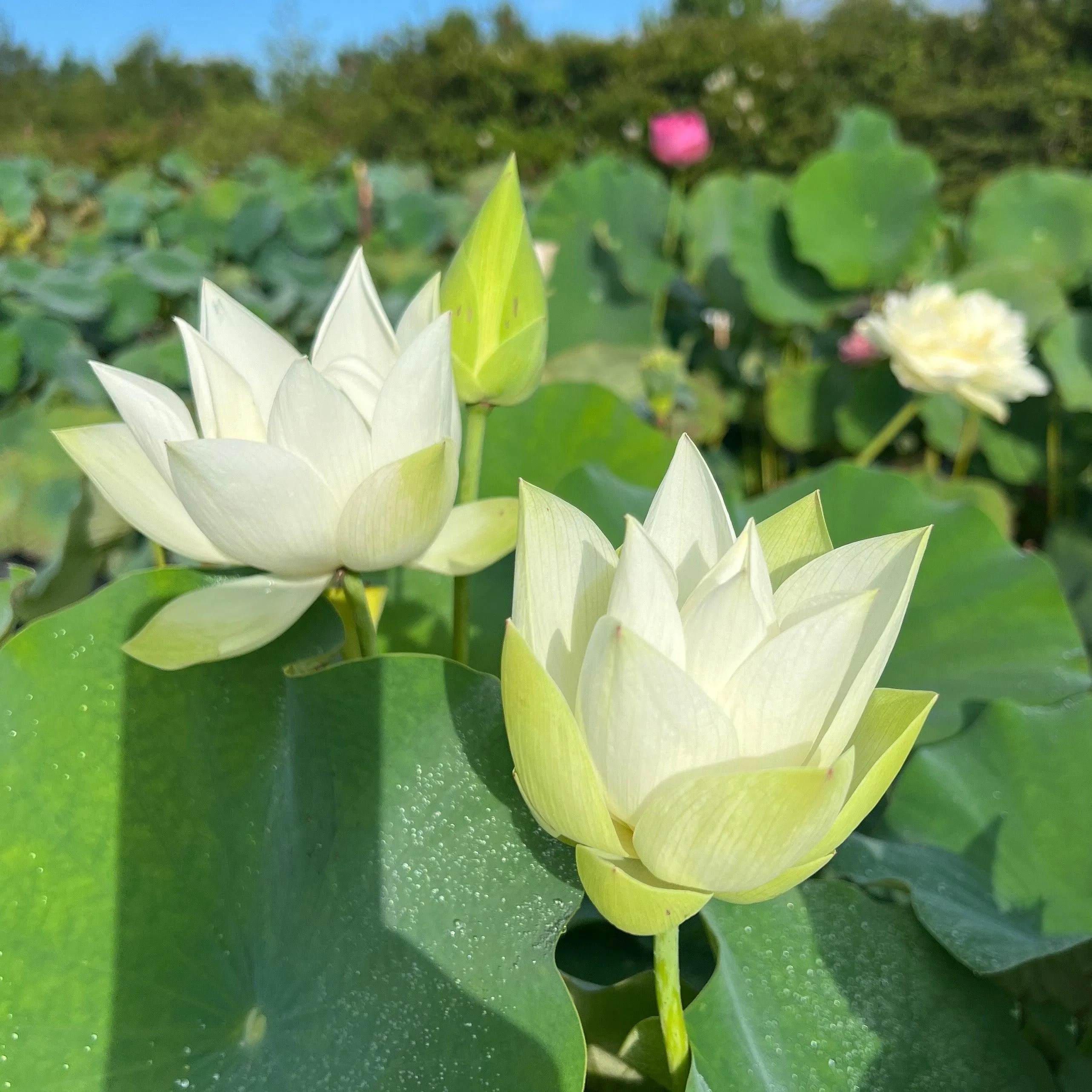 Baby Doll - Classic White Lotus (Bare Root)